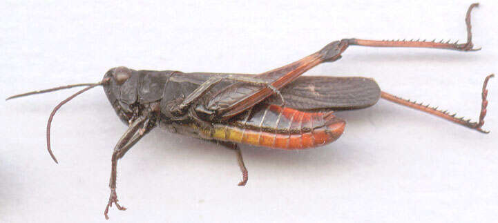 Image of woodland grasshopper