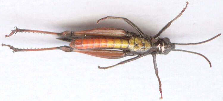 Image of woodland grasshopper