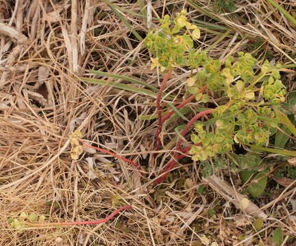 Image of Portland Spurge