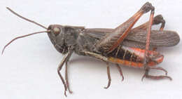 Image of woodland grasshopper