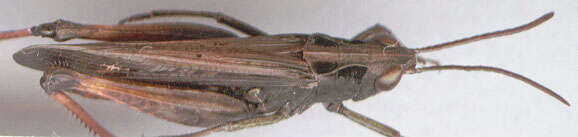 Image of woodland grasshopper