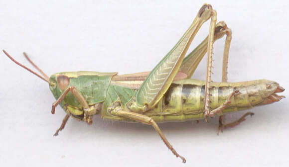 Image of Pseudochorthippus parallelus parallelus (Zetterstedt 1821)