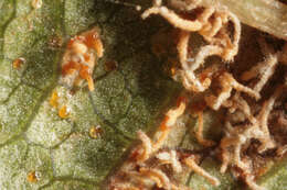 Image of White-pine blister rust