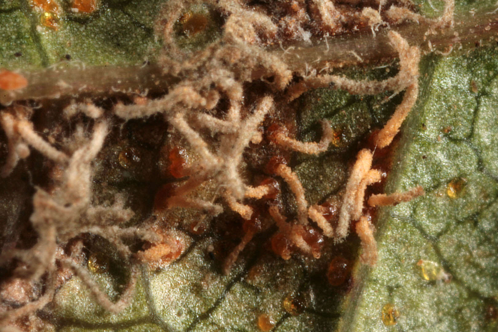 Image of White-pine blister rust