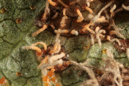 Image of White-pine blister rust