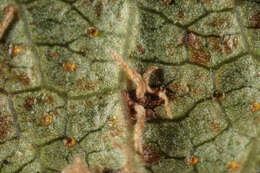 Image of White-pine blister rust