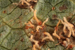 Image of White-pine blister rust