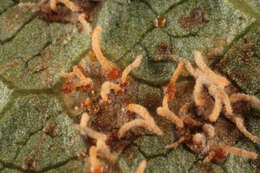 Image of White-pine blister rust