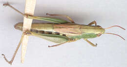 Image of Pseudochorthippus parallelus parallelus (Zetterstedt 1821)