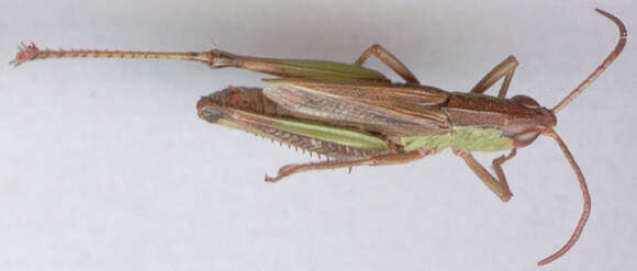 Pseudochorthippus parallelus parallelus (Zetterstedt 1821) resmi