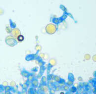 Image of White-pine blister rust