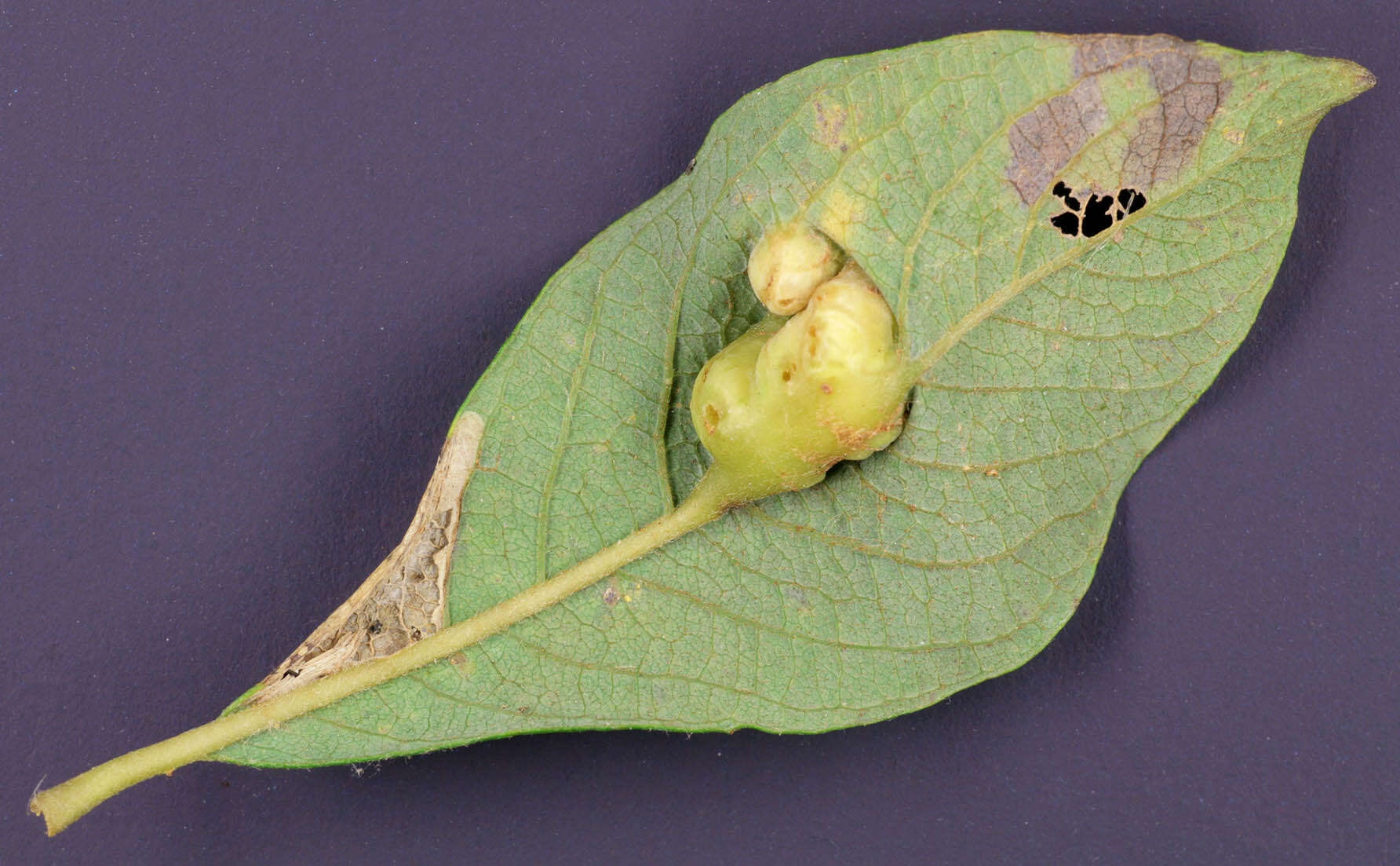 Image of Iteomyia major (Kieffer 1898)