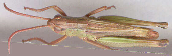 Pseudochorthippus parallelus parallelus (Zetterstedt 1821) resmi