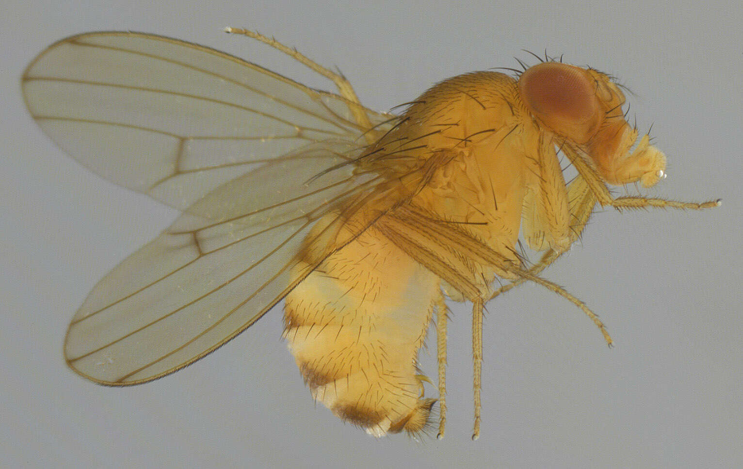 Imagem de Drosophila immigrans Sturtevant 1921