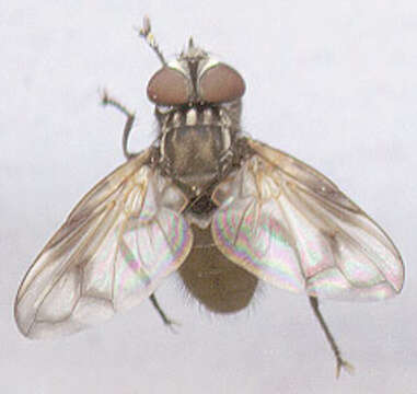 Image of Phasia obesa (Fabricius 1798)