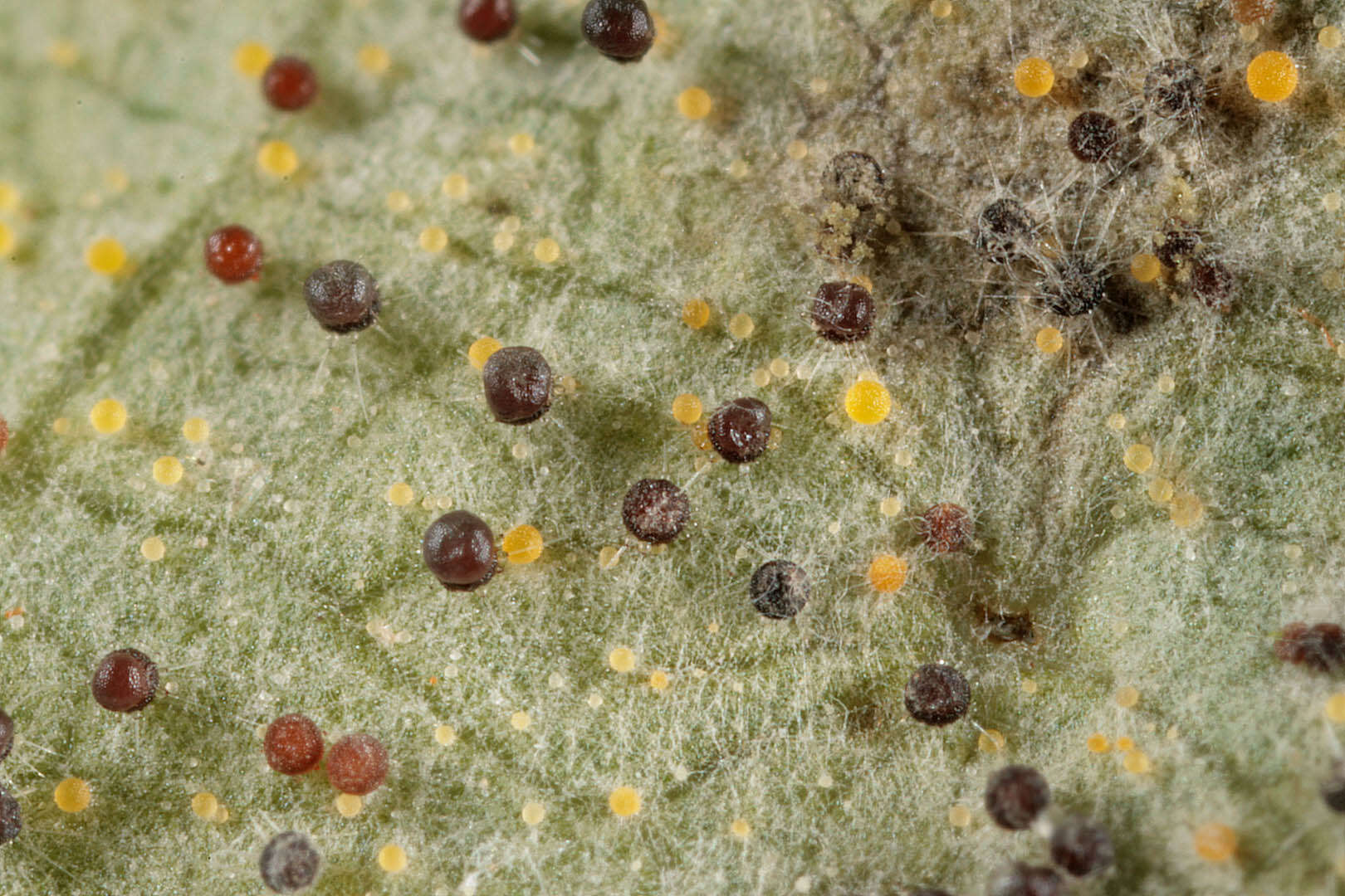 Image of Phyllactinia fraxini (DC.) Fuss 1878