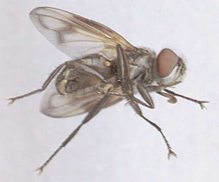 Image of Phasia obesa (Fabricius 1798)