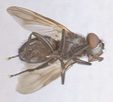 Image of Phasia obesa (Fabricius 1798)