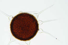 Image of Phyllactinia fraxini (DC.) Fuss 1878