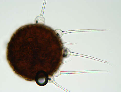 Image of Phyllactinia fraxini (DC.) Fuss 1878