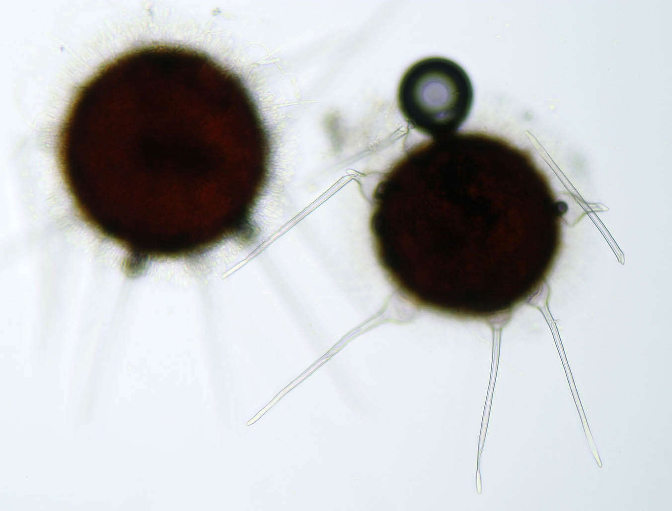 Image of Phyllactinia fraxini (DC.) Fuss 1878