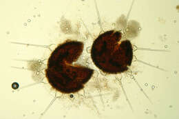 Image of Phyllactinia fraxini (DC.) Fuss 1878