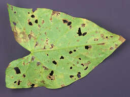 Image de Puccinia convolvuli (Pers.) Castagne 1842