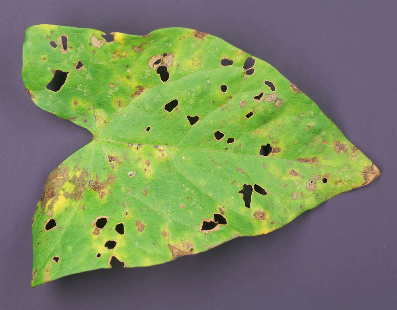 Image de Puccinia convolvuli (Pers.) Castagne 1842