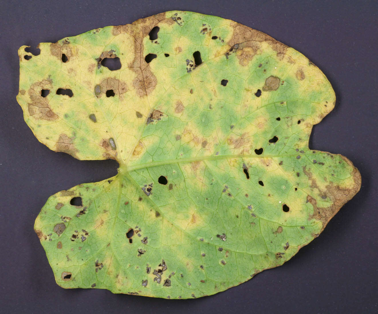 Image de Puccinia convolvuli (Pers.) Castagne 1842