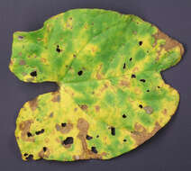 Image de Puccinia convolvuli (Pers.) Castagne 1842