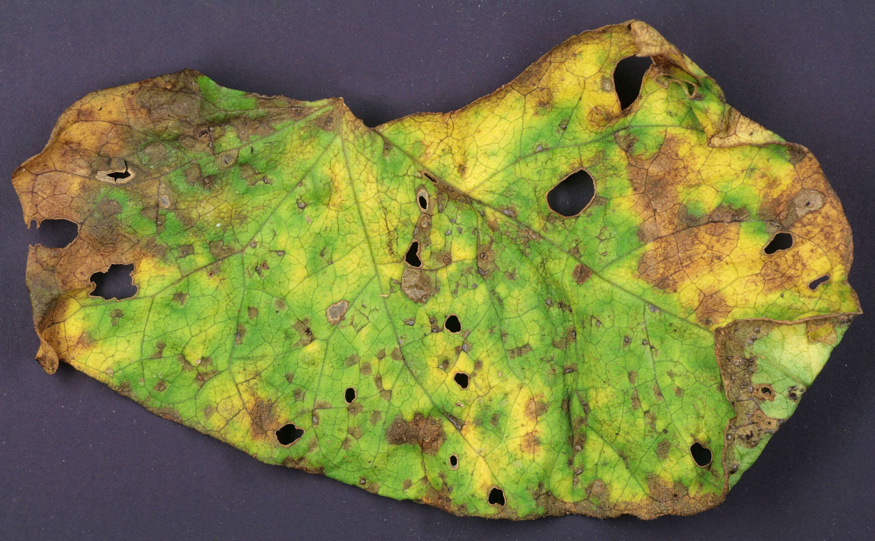 Image de Puccinia convolvuli (Pers.) Castagne 1842