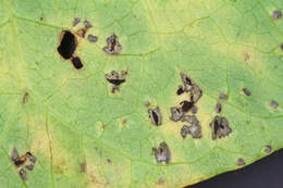 Image de Puccinia convolvuli (Pers.) Castagne 1842