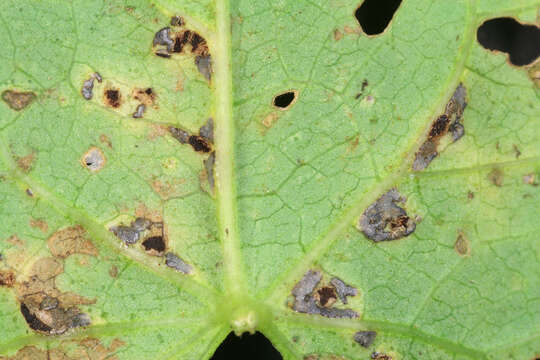 Image de Puccinia convolvuli (Pers.) Castagne 1842