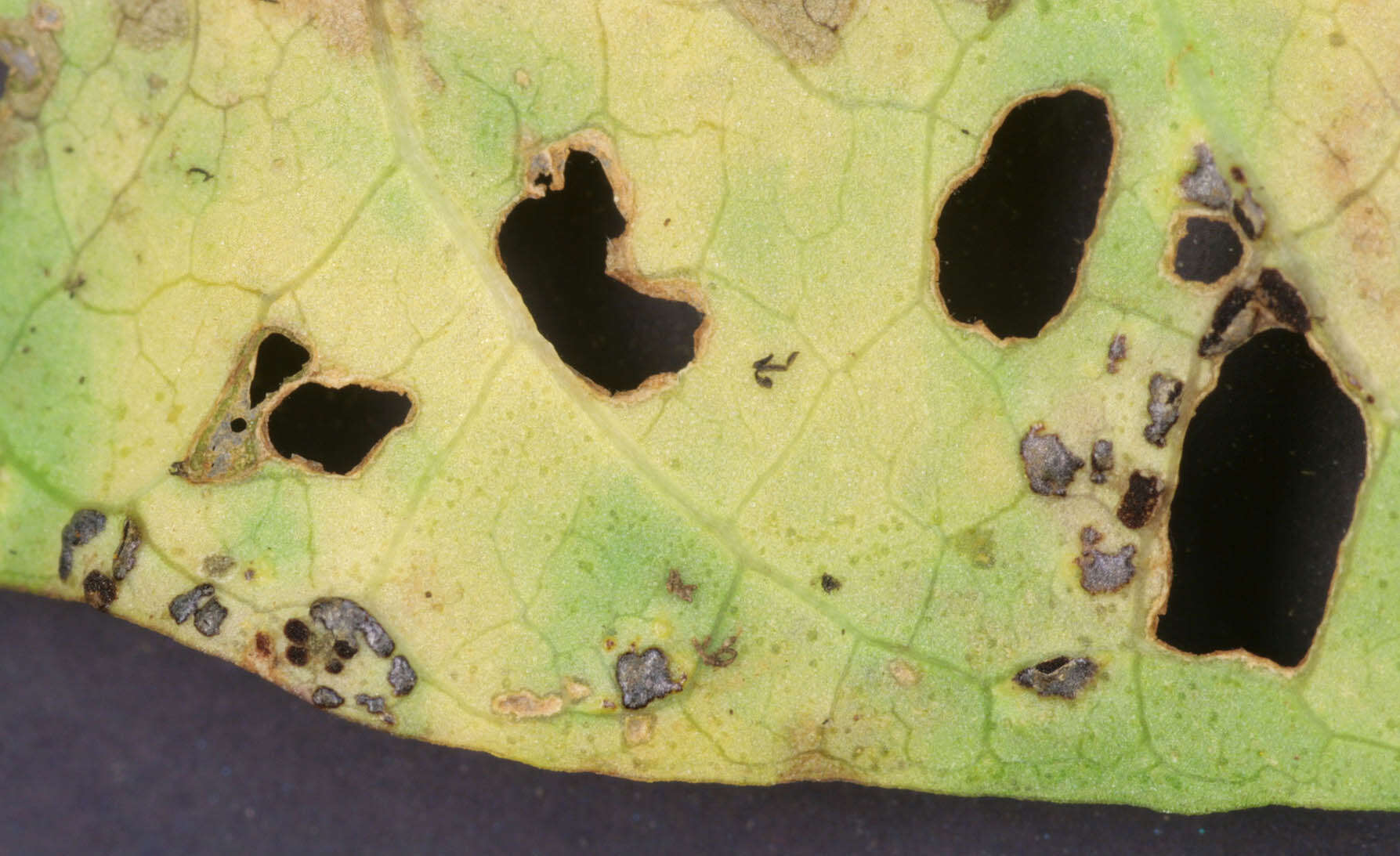 Image de Puccinia convolvuli (Pers.) Castagne 1842