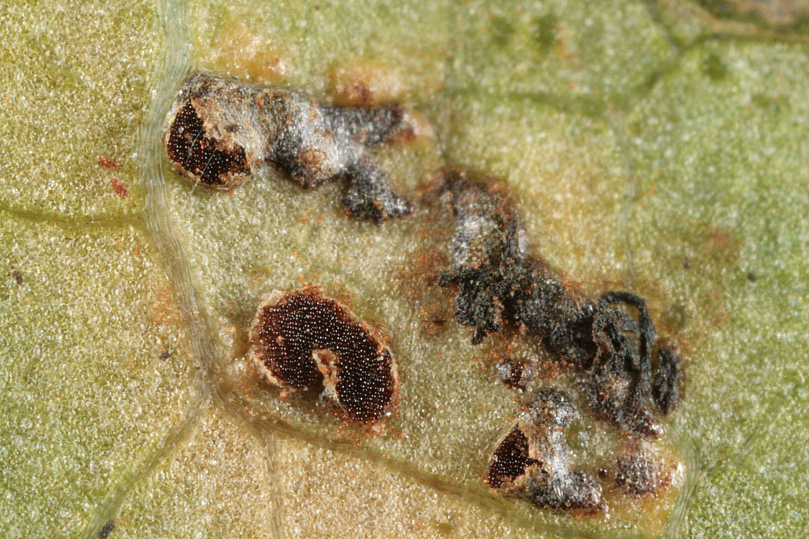 Image de Puccinia convolvuli (Pers.) Castagne 1842