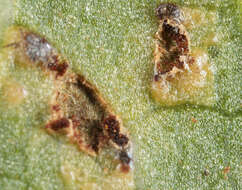 Image de Puccinia convolvuli (Pers.) Castagne 1842