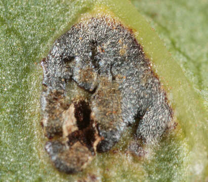 Image de Puccinia convolvuli (Pers.) Castagne 1842