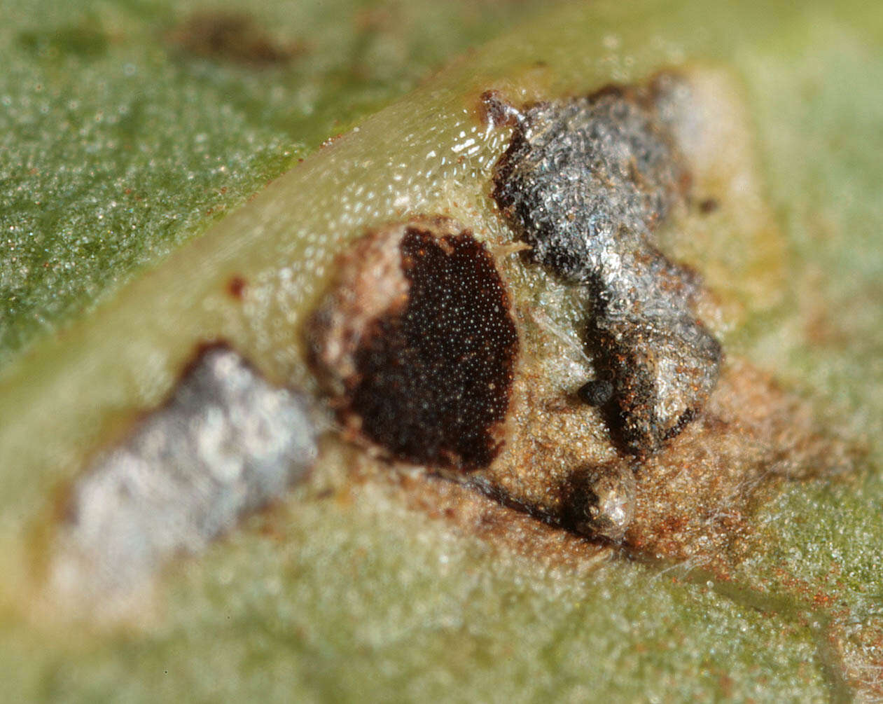 Image de Puccinia convolvuli (Pers.) Castagne 1842