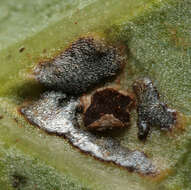 Image de Puccinia convolvuli (Pers.) Castagne 1842