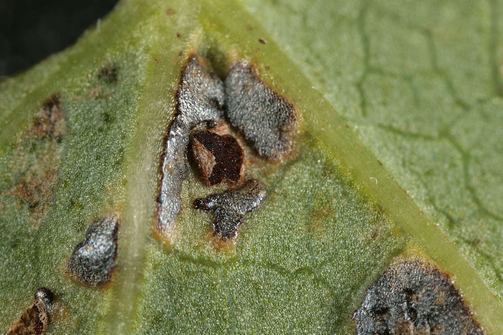 Image de Puccinia convolvuli (Pers.) Castagne 1842