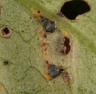 Image de Puccinia convolvuli (Pers.) Castagne 1842