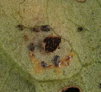 Image de Puccinia convolvuli (Pers.) Castagne 1842