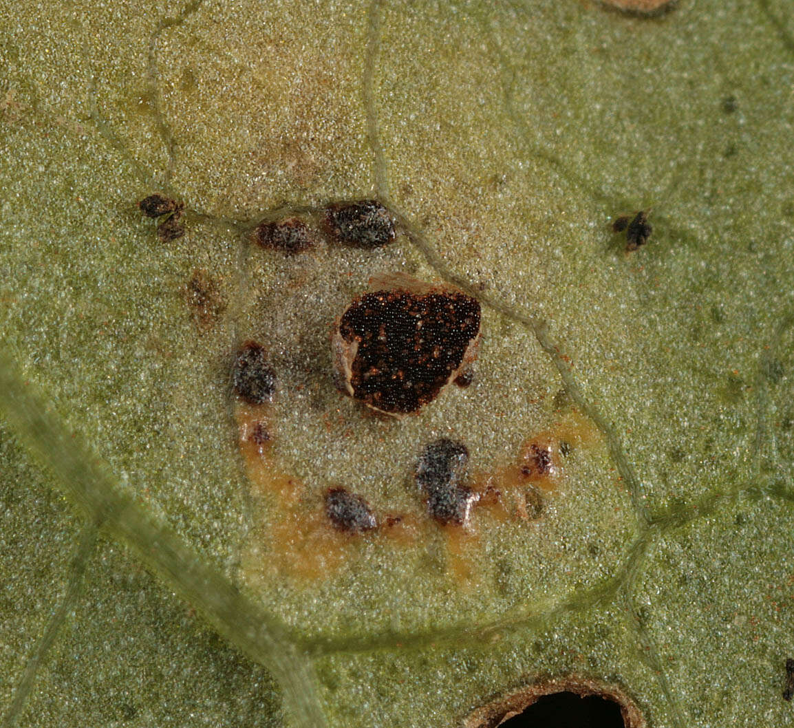 Image de Puccinia convolvuli (Pers.) Castagne 1842