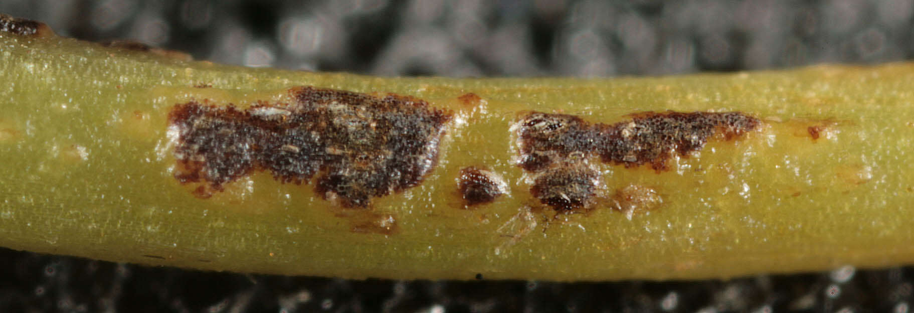 Image de Puccinia convolvuli (Pers.) Castagne 1842