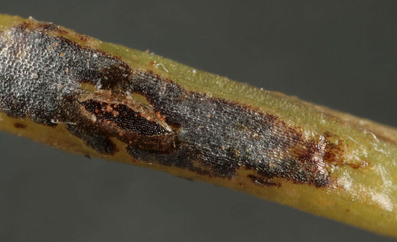 Image de Puccinia convolvuli (Pers.) Castagne 1842