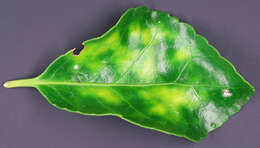 Erysiphe euonymicola U. Braun 2012 resmi