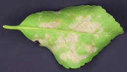 Erysiphe euonymicola U. Braun 2012 resmi