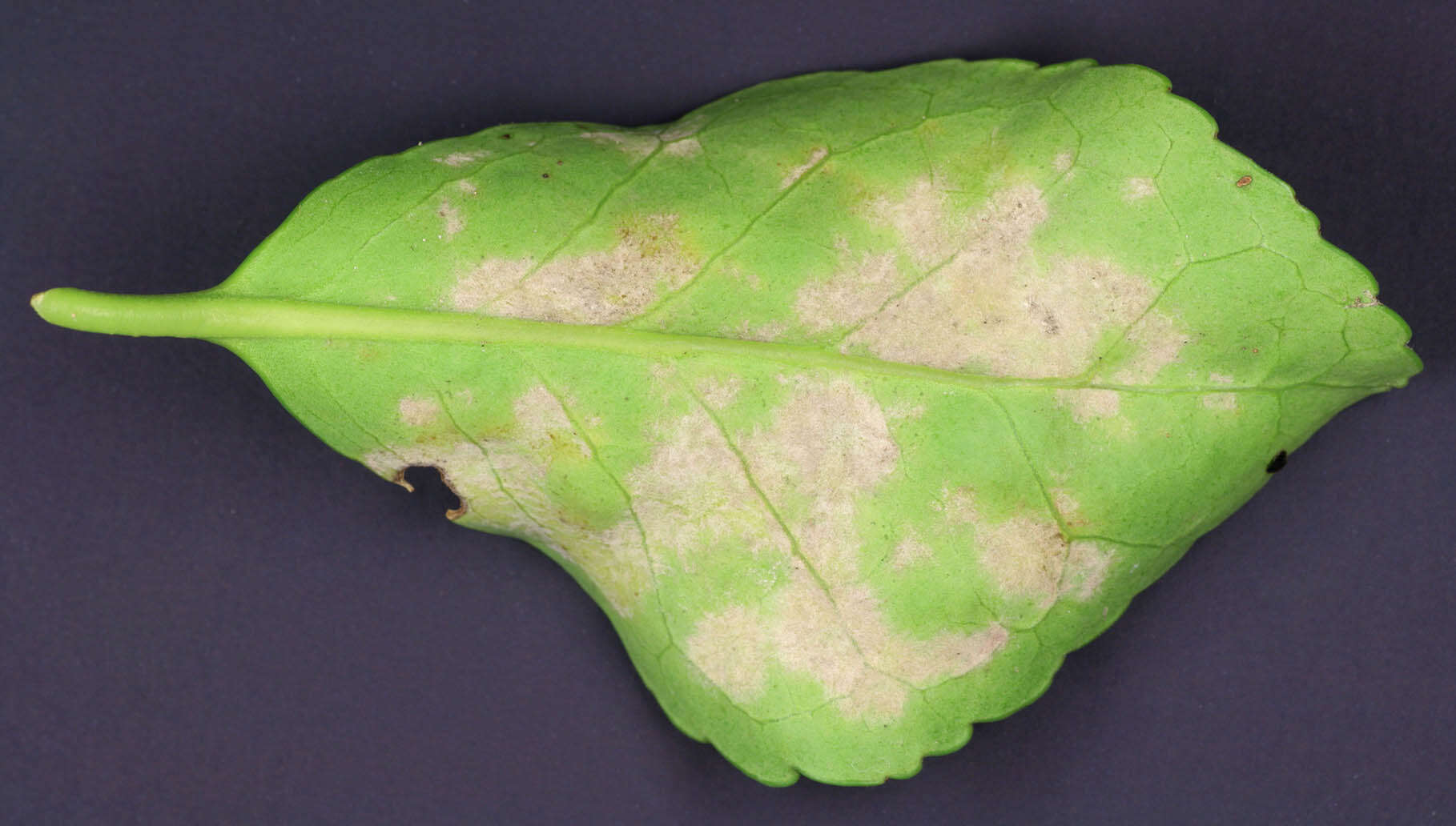 Erysiphe euonymicola U. Braun 2012 resmi