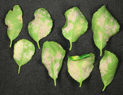 Erysiphe euonymicola U. Braun 2012 resmi