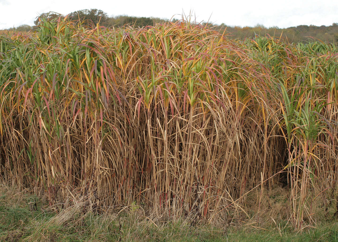 Image of Giant Miscanthus